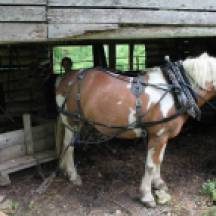 Attelage du cheval avec le wagon en bois
