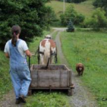 Transport du fumier dans le wagon grâce à la traction animale